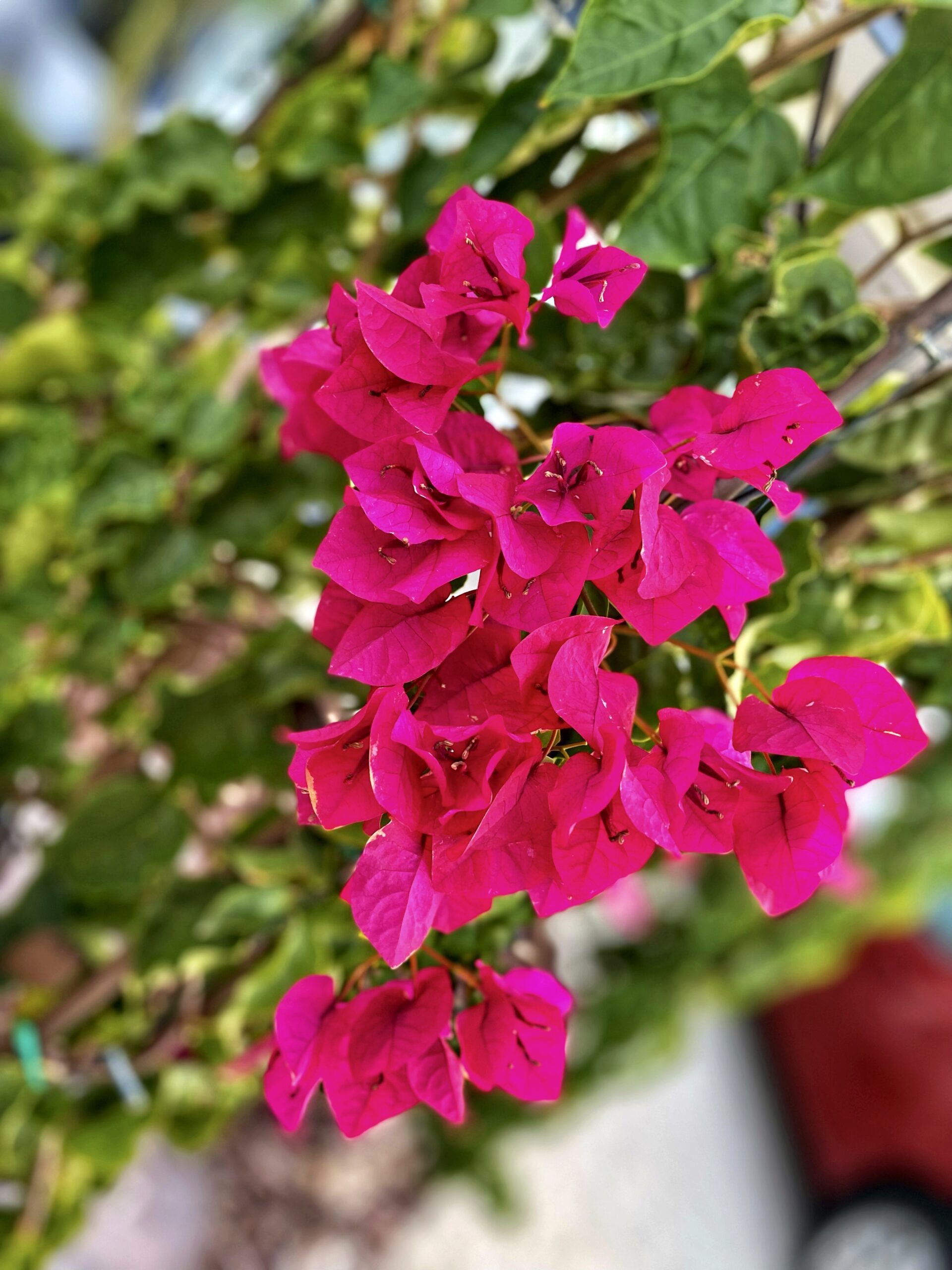 Pardon Your Garden | Gardening Service Perth