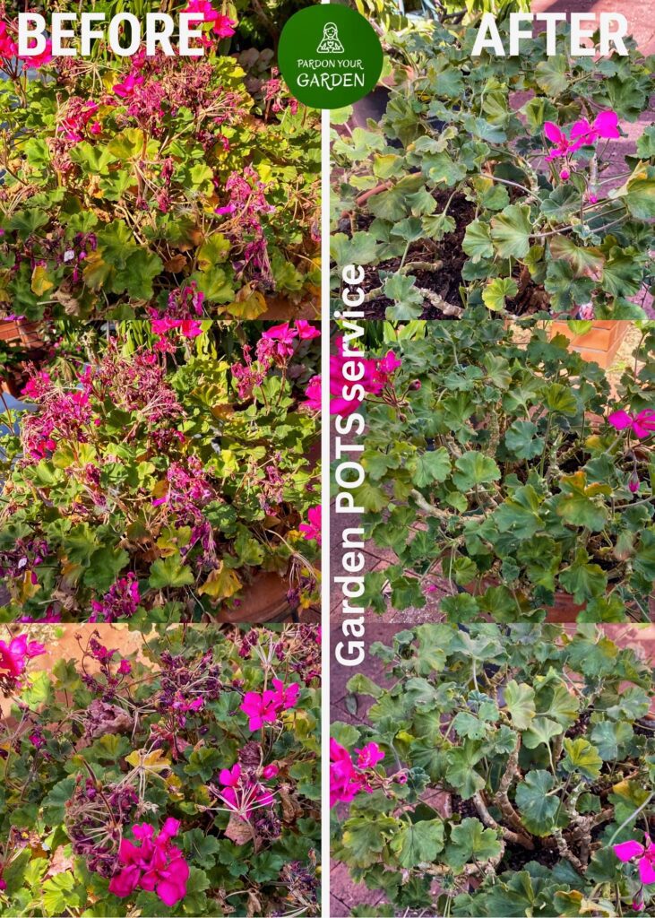 Pardon Your Garden Perth Pardon Your Garden | Gardening Service Perth