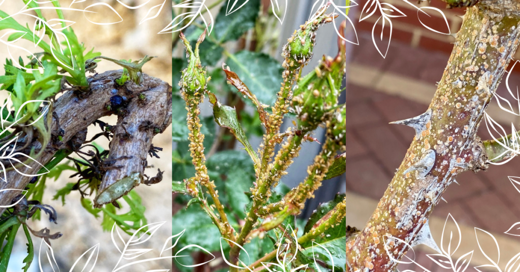 Pardon Your Garden Perth Pardon Your Garden | Gardening Service Perth