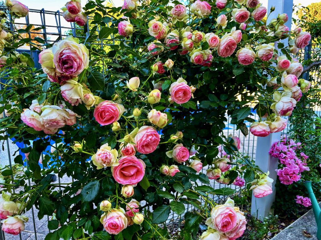 Pardon Your Garden Perth garden-roses