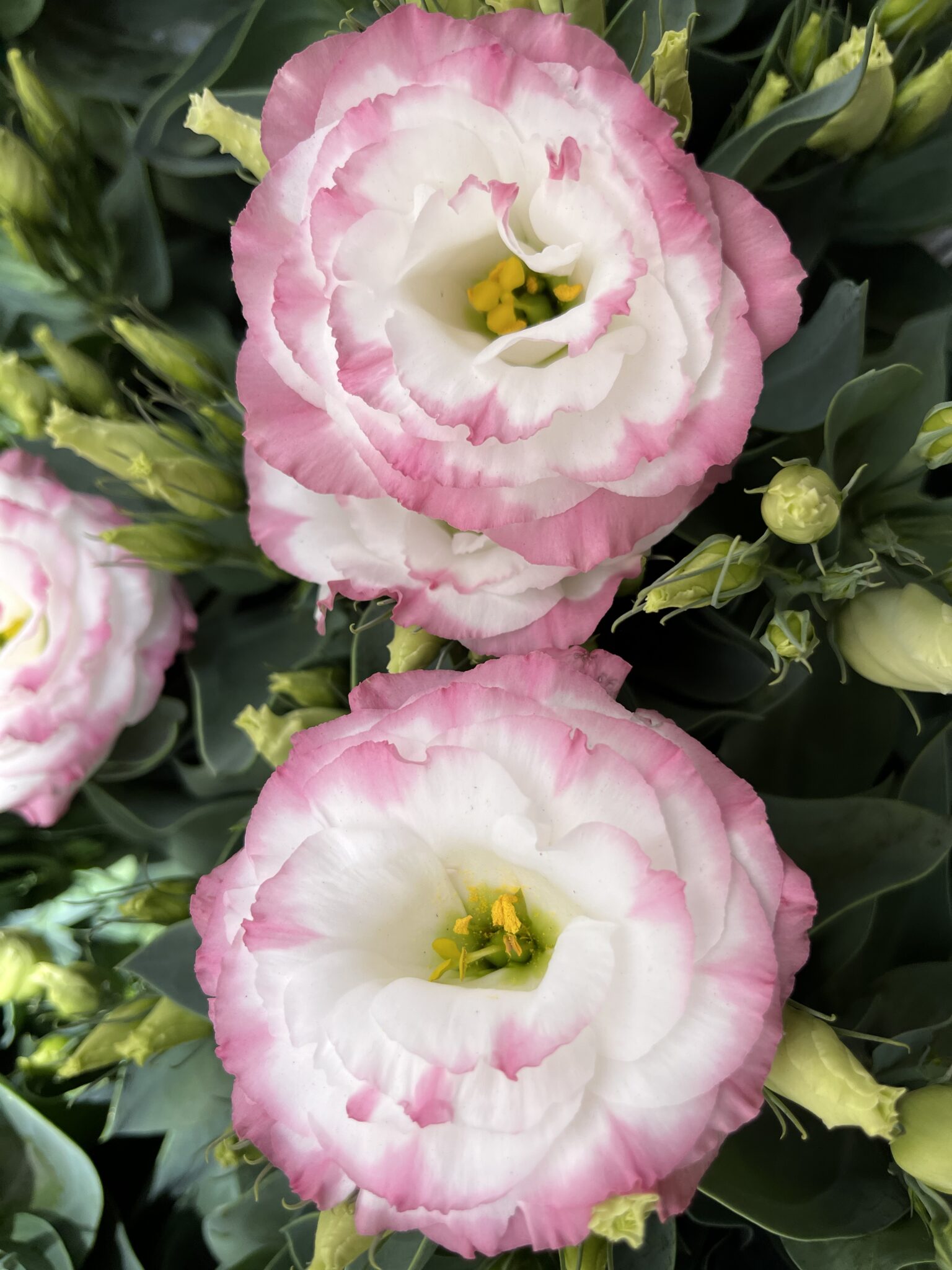 Pardon Your Garden | Gardening Service Perth