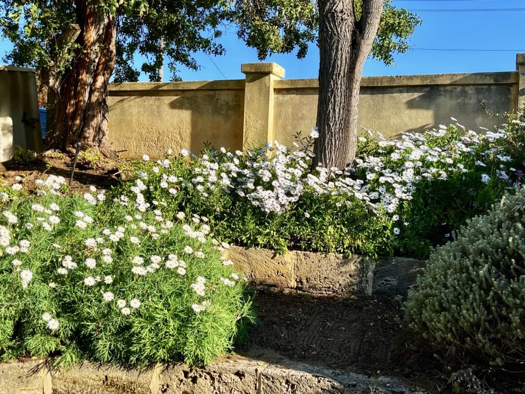 Pardon Your Garden Perth Pardon Your Garden | Gardening Service Perth