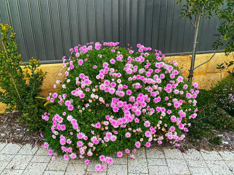Marguerite-daisy-bush