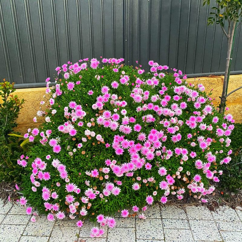 Marguerite-daisy-bush